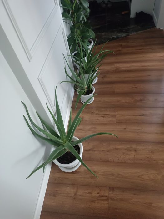 Продам домашние алое