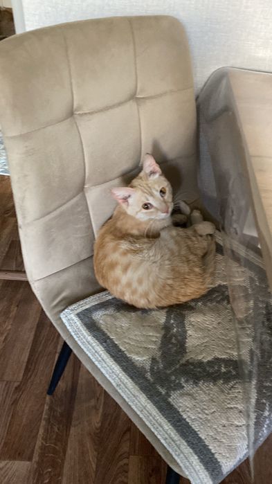 Кошечка Юна ищет любящий дом