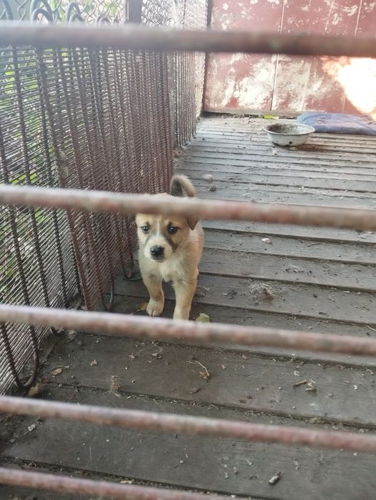 Кандек сатылады ,щенок мальчик