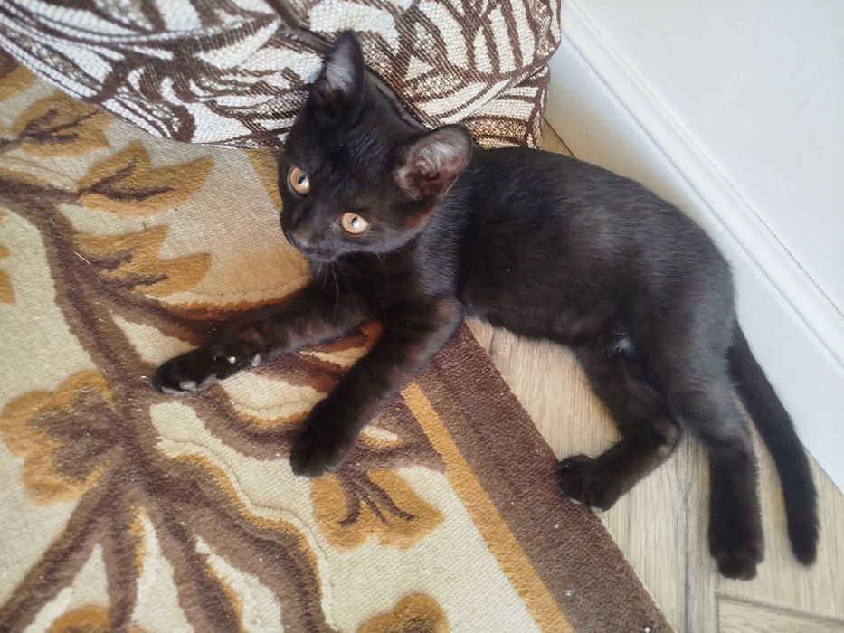 Котята смесь с британским