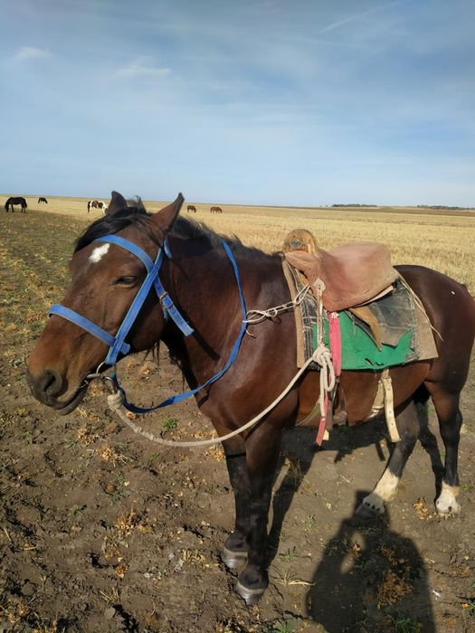 Ат сатылыды мініске жақсы