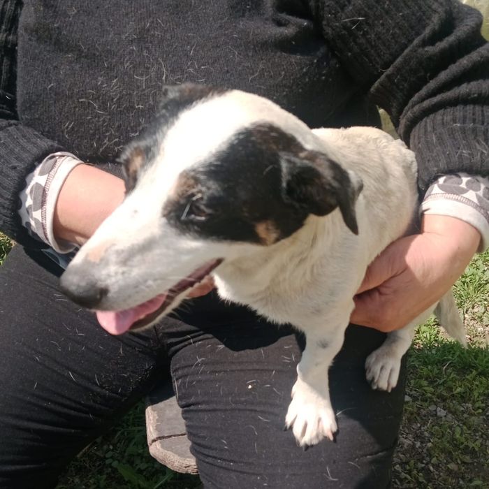 Щенки Джек Рассел