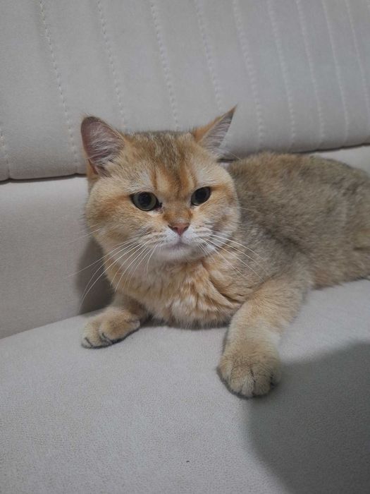 Чистокровные котята Шиншиллы (Британец + Шотландка) 2 мес