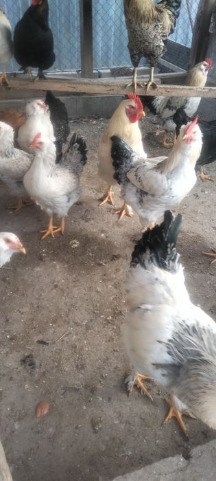 Домашние животные