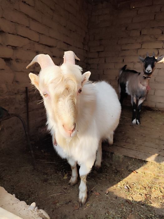 Пародистый теке сатамын