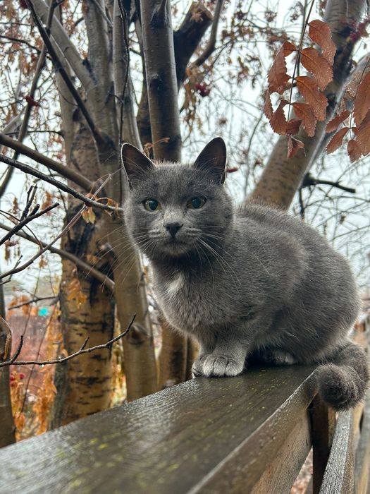 Кошка ищет семью и дом