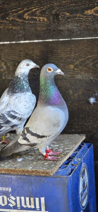 Mascul DV porumbel voiajor cu pedigree