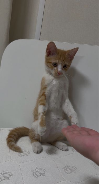 Котенок 6 месяцев