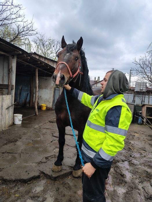 Cal de montă original!