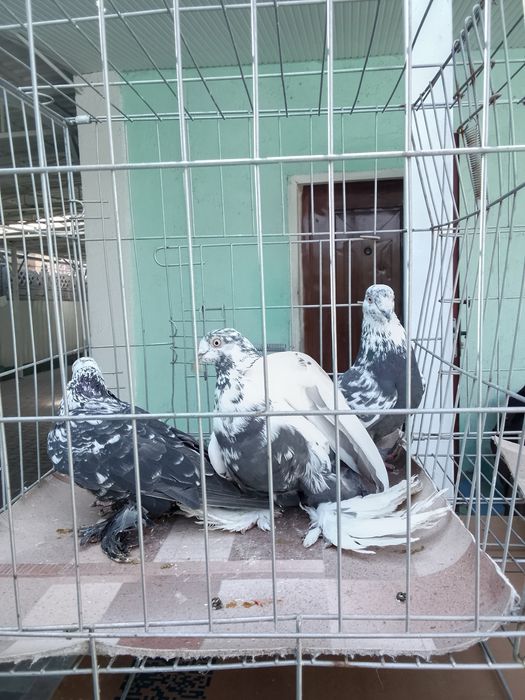 Голуби тараз продам