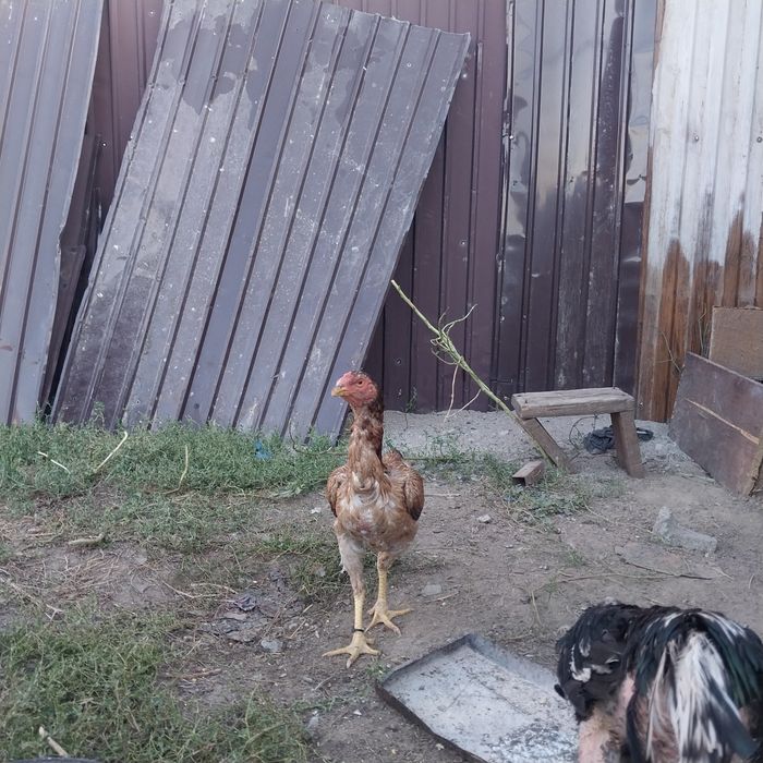 Обмен.          Бар