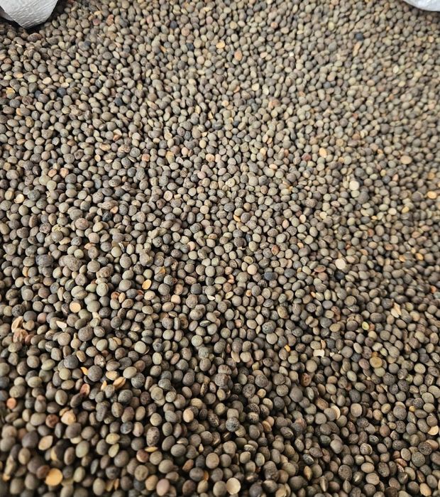 Sămânță Mazariche pt Borceag,Sorg Roșu,Sudan , Amestec furajer,Ovăz