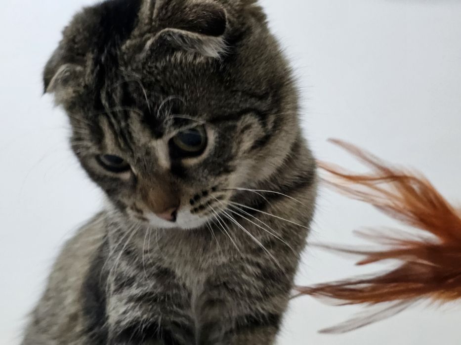 Шотландская вислоухая кошка