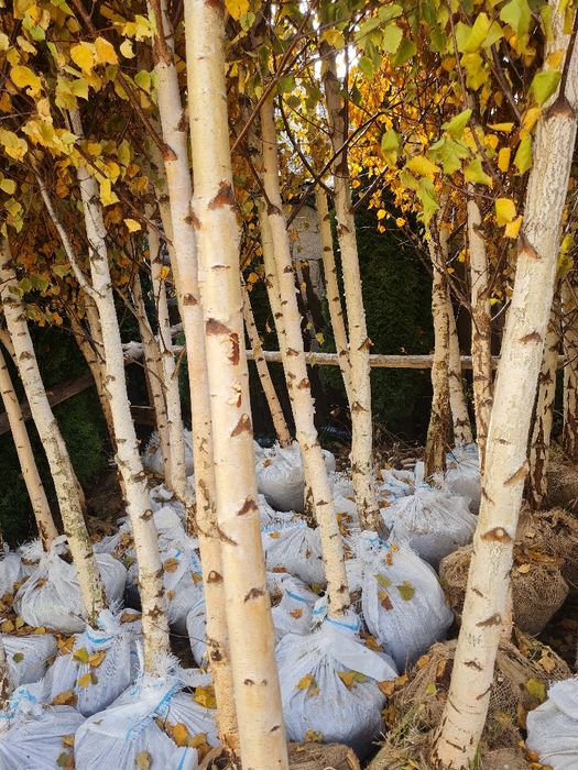 Mestecan tei platan salcam plop stejar