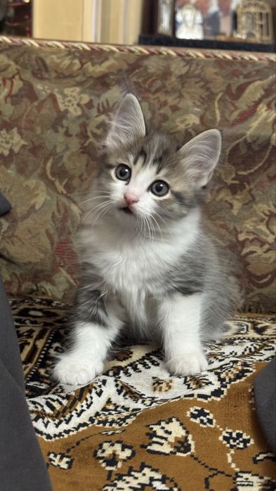 Отдам котят бесплатно