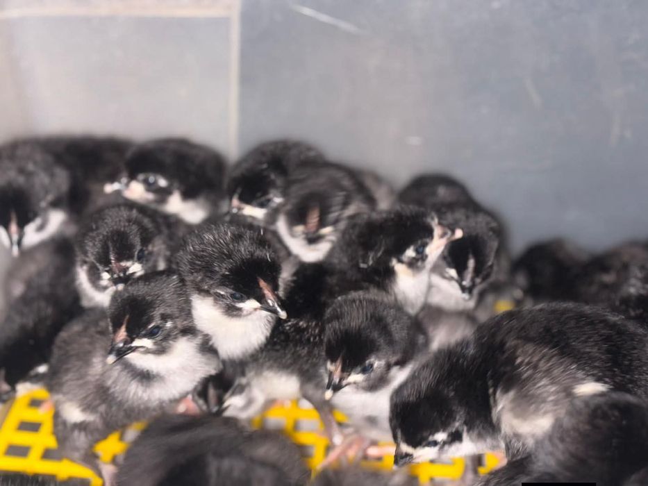 Ouă de incubat, pui australorp