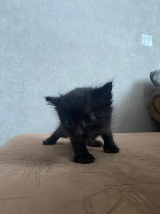 Котенок девочка