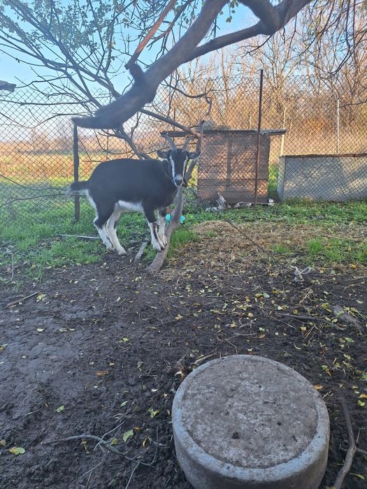 Продавам женско яре порода бритиш алпин