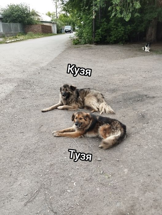 Отдам в добрые руки, собак