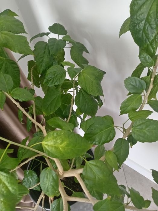 Китайская роза Гибискус