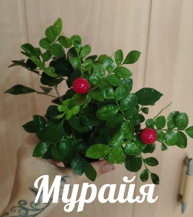 Продам комнатные растения, и  для растений леечка, совок...