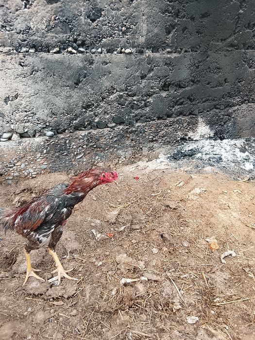 Дакан кораз сатылад