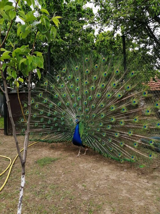 продавам индийски паун