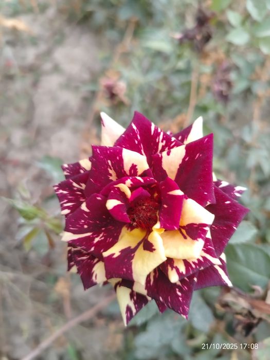 Mevali va manzarali kuchatlar optim narxda