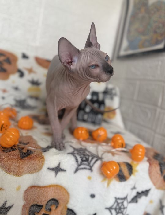 Baietel Sphynx blue point pedigree teste