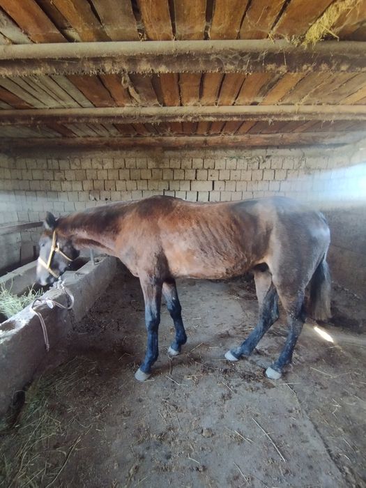 2 жасар ат бар жуас