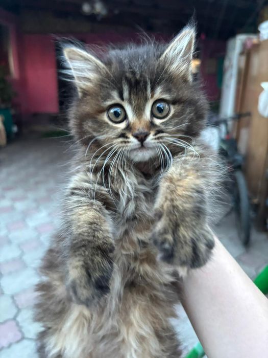 Отдаем красивого котеночка