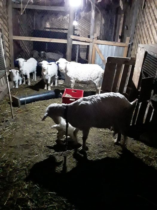 Козы, козёл, коза, козлята