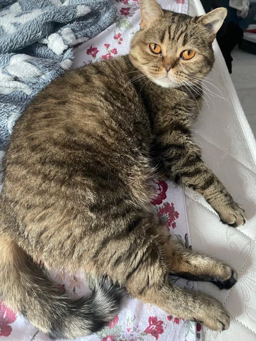 Отдам кошку , шотландской породы