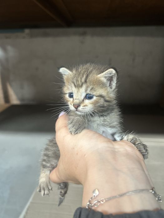 Отдам котят в добрые руки