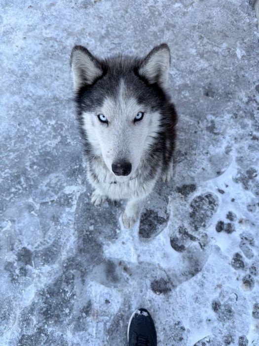 Haski iti erkak 4oylik 400 ming so’m