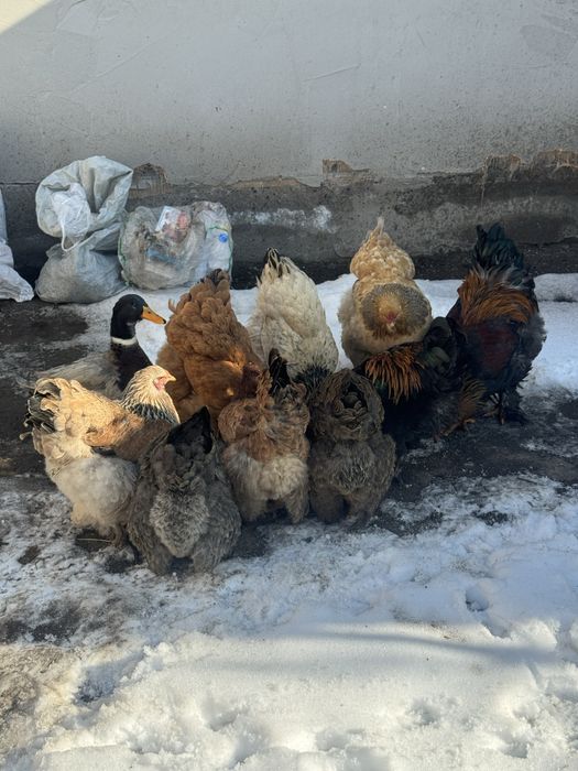 Продам курей брамы чистокроных