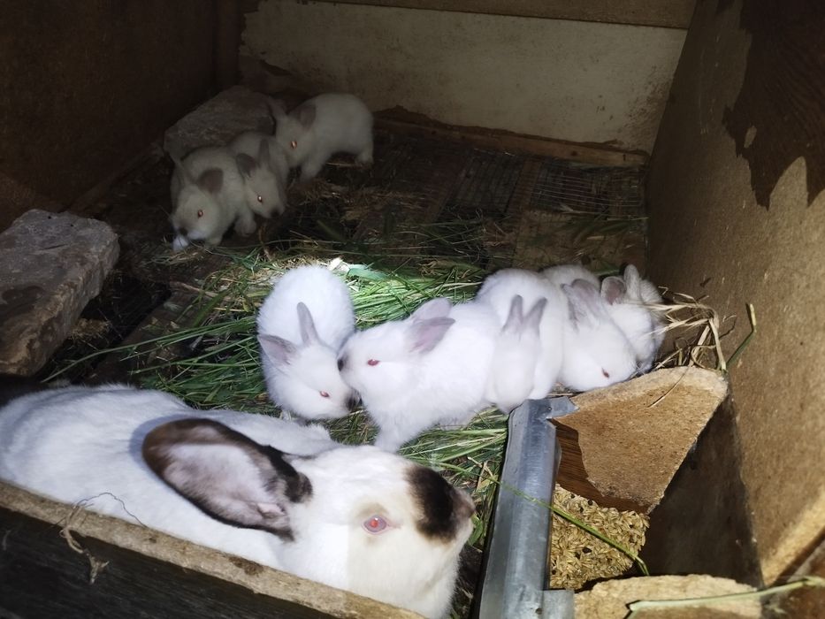 Калифорния крольчата. . Куёнлар. Кролики.