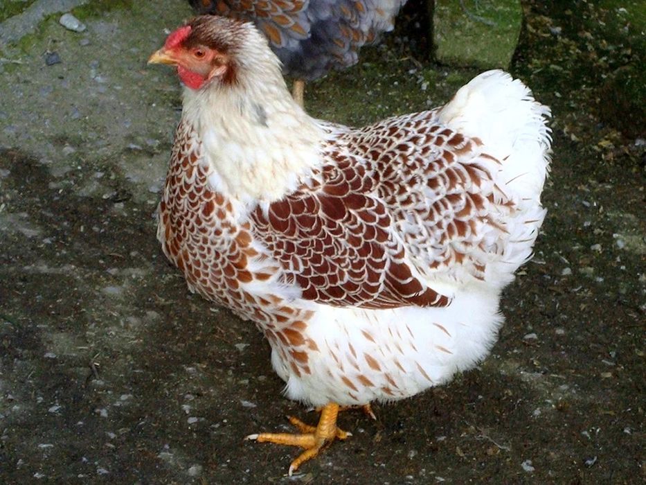 В продаже инкубационное яйцо  разных пород кур