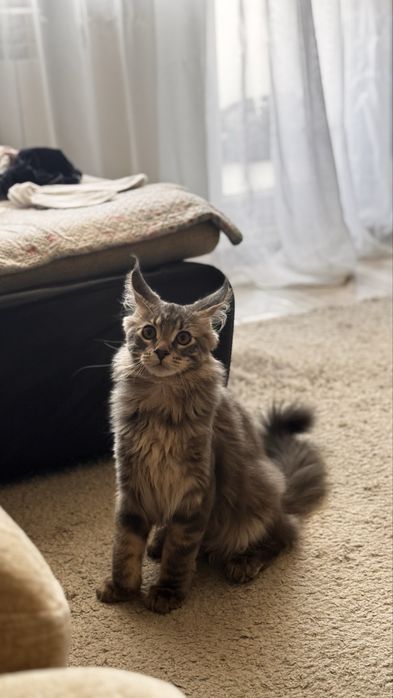 Мэйн-Кун породистый.