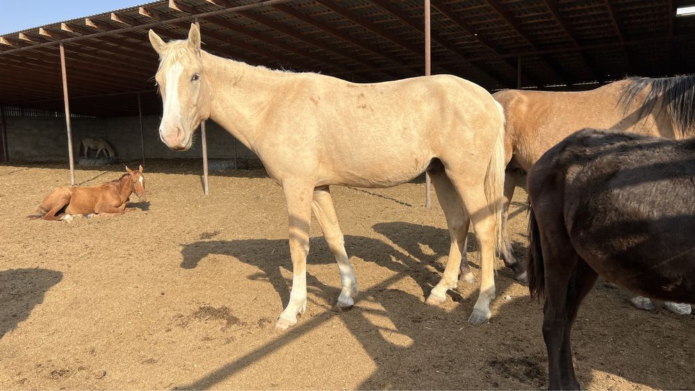 Жеребец, кунан, тай, айгыр, ат, лошадь
