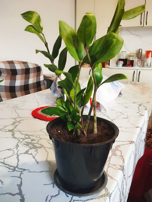 Ақша шақыратын Доллар гүлдер!