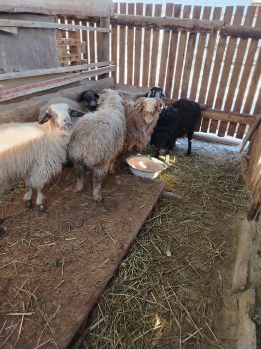 Семіз бағылған қой, тоқты, тұсақтар