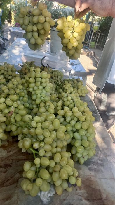 Саженцы винограда