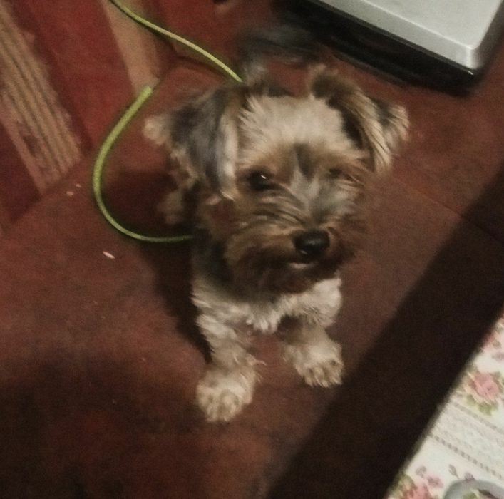 Собака на вязку!