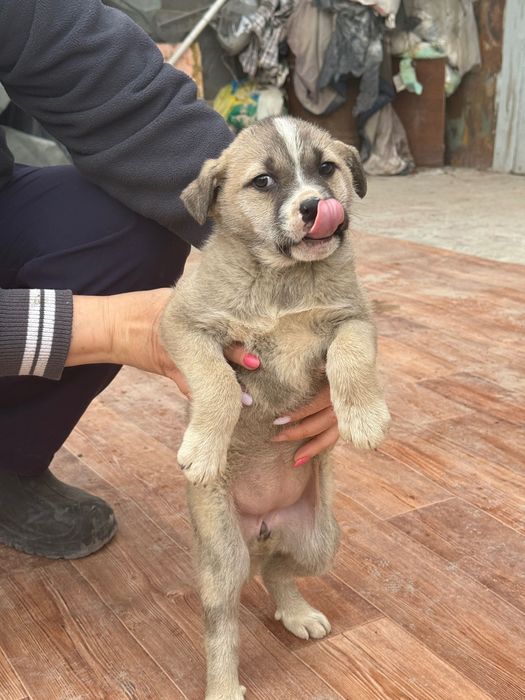 В добрые руки: щенок-девочка