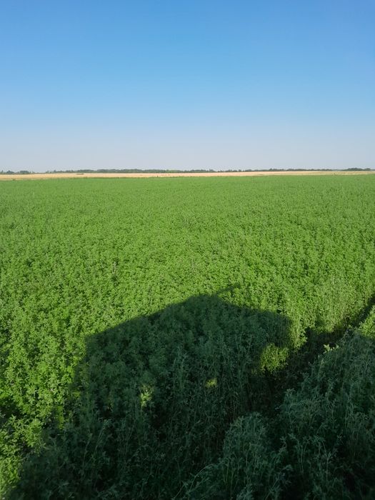 Baloti lucerna disponibili