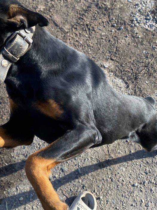 Прадам Доберман мальчик