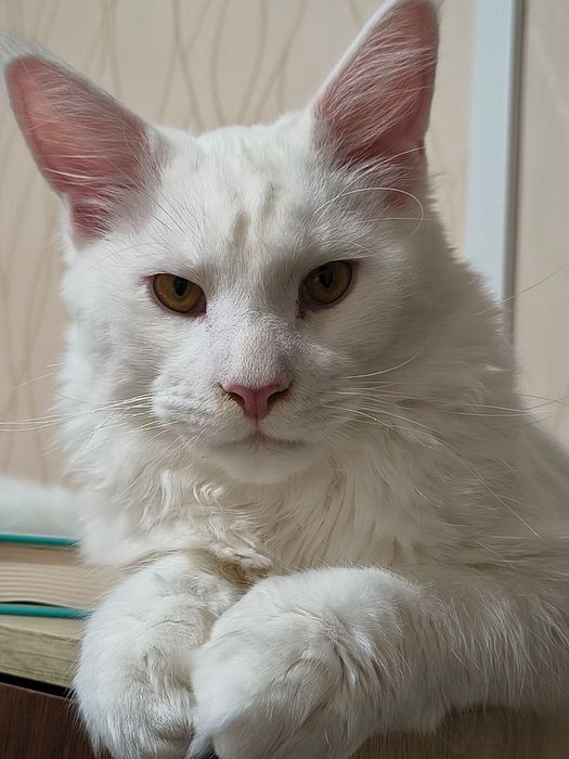 Продавам бял Мейн Куун, 10 месеца