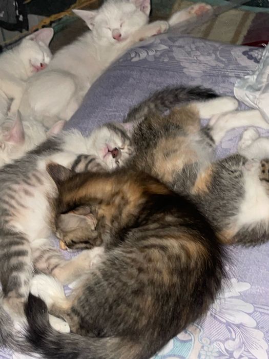 Котята 4 месяца