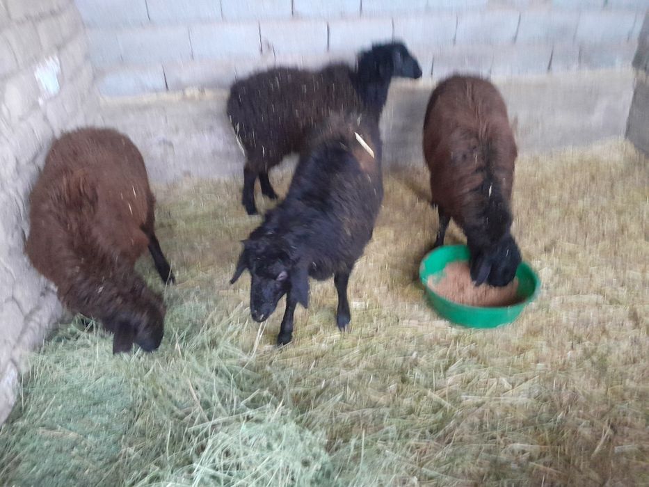 Токтылар сатылады